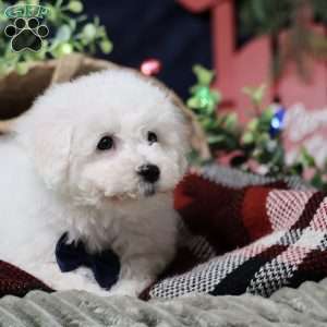 Peppermint (tiny), Bichon Frise Puppy